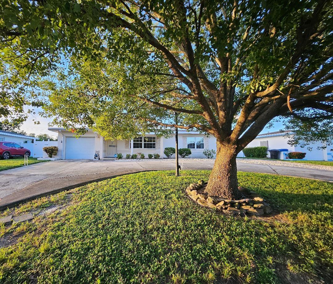 Beautiful tree in front yard in the circular drive