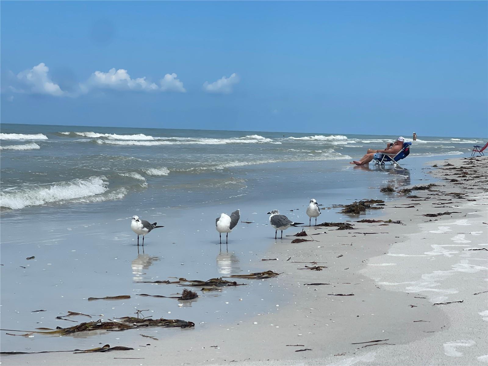 Just moments away from saltwater and sand with the seagulls!