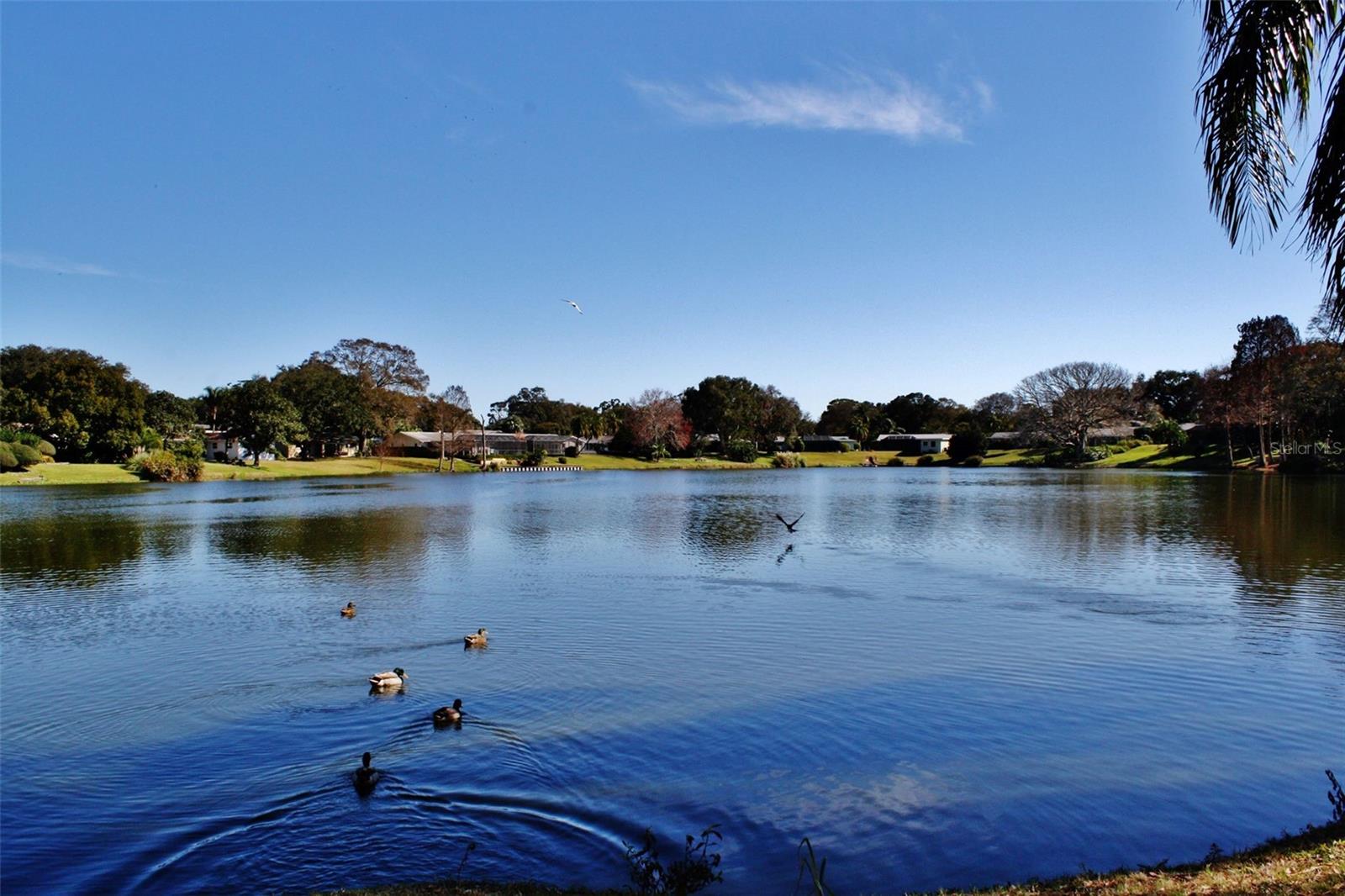 Lake Saundra is a lovely Spring Fed lake, owned by the community association association