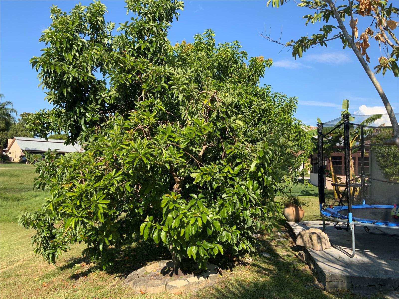 Avocado and Mango Tree