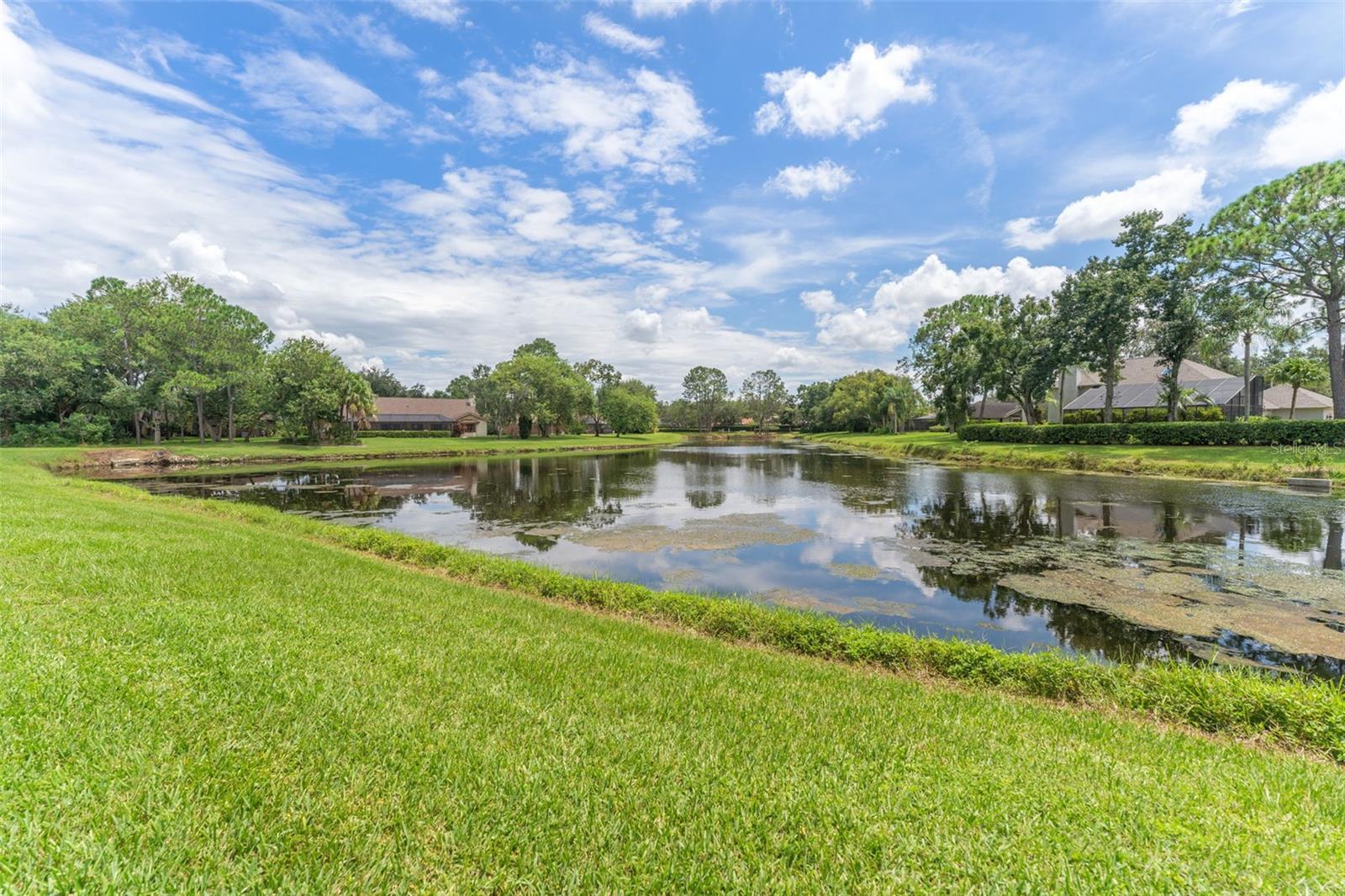 Pond Views