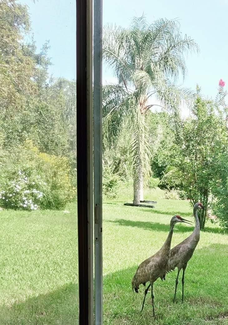 Sandhill Cranes