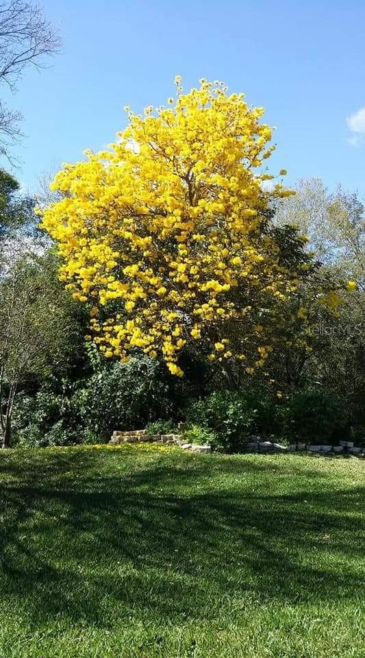 Tabebuia