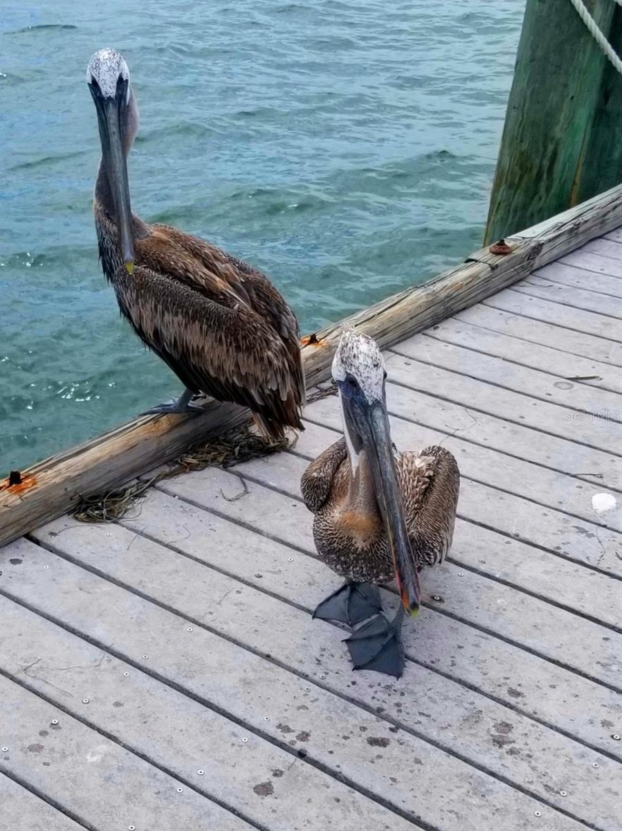 Your feathered friends.