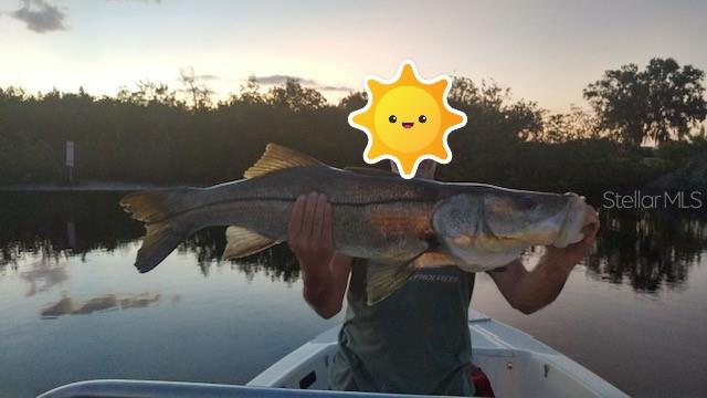 Yes!  This was caught just off of dock!