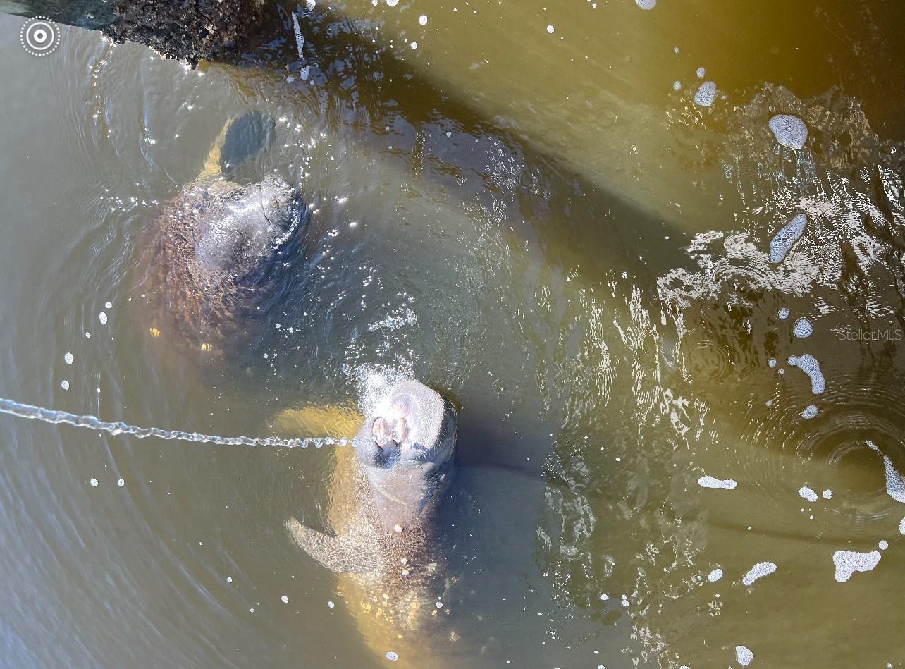 Manatee at the Dock