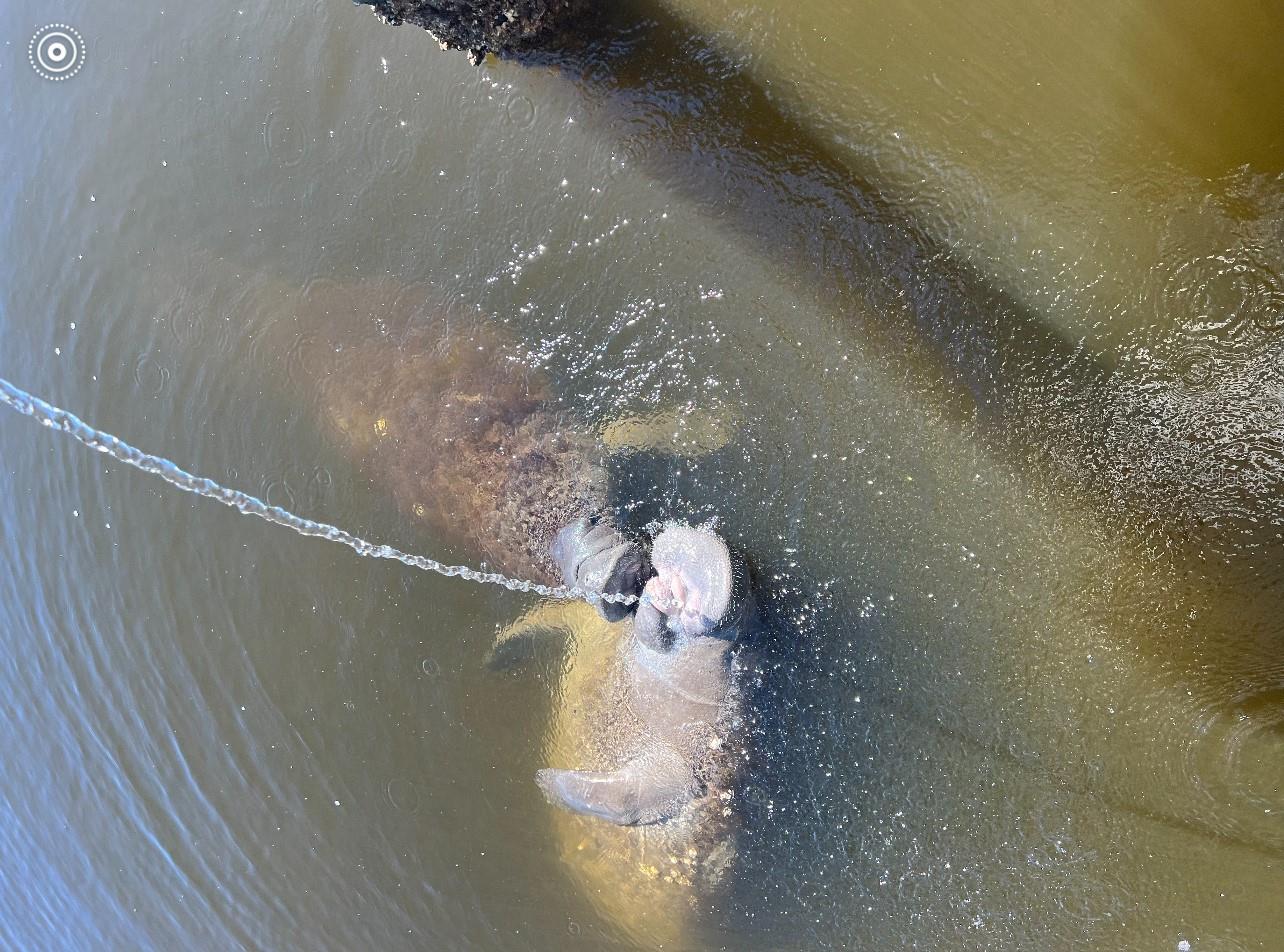 Another Manatee at the Dock