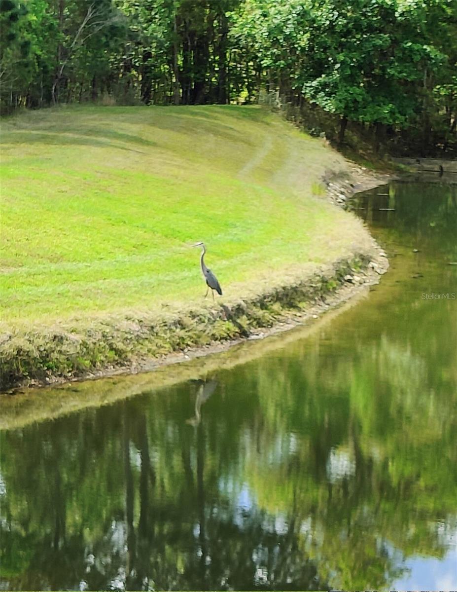 Sand Hill Crane