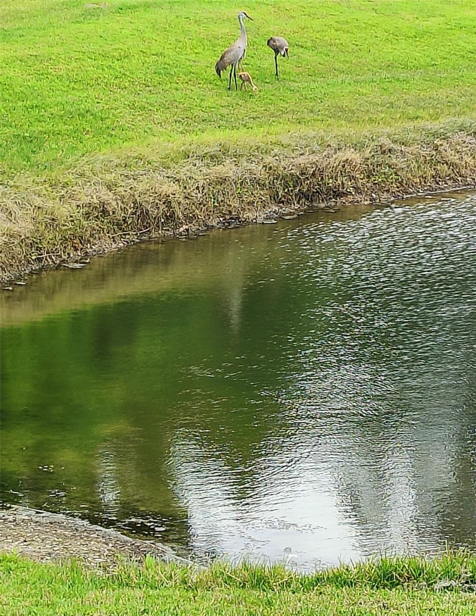 Sand Hill Crane Family with Baby