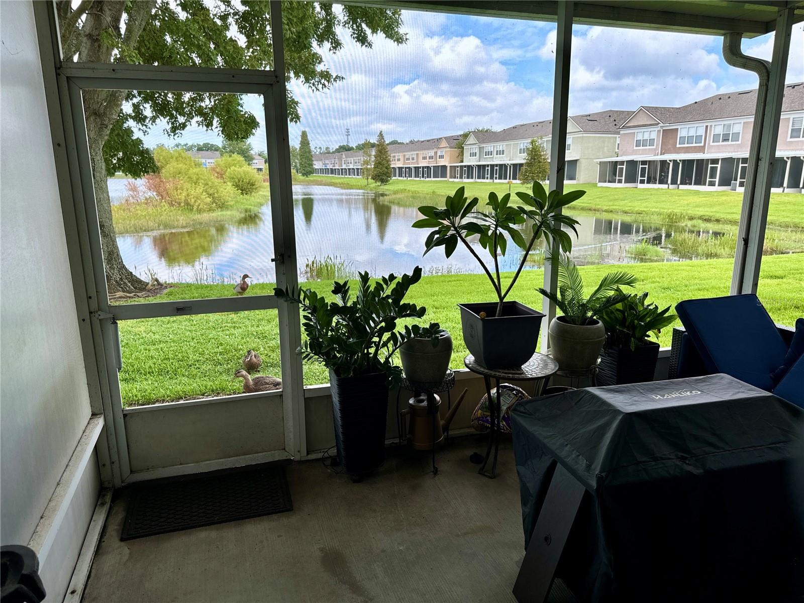 Screened lanai overlooking pond