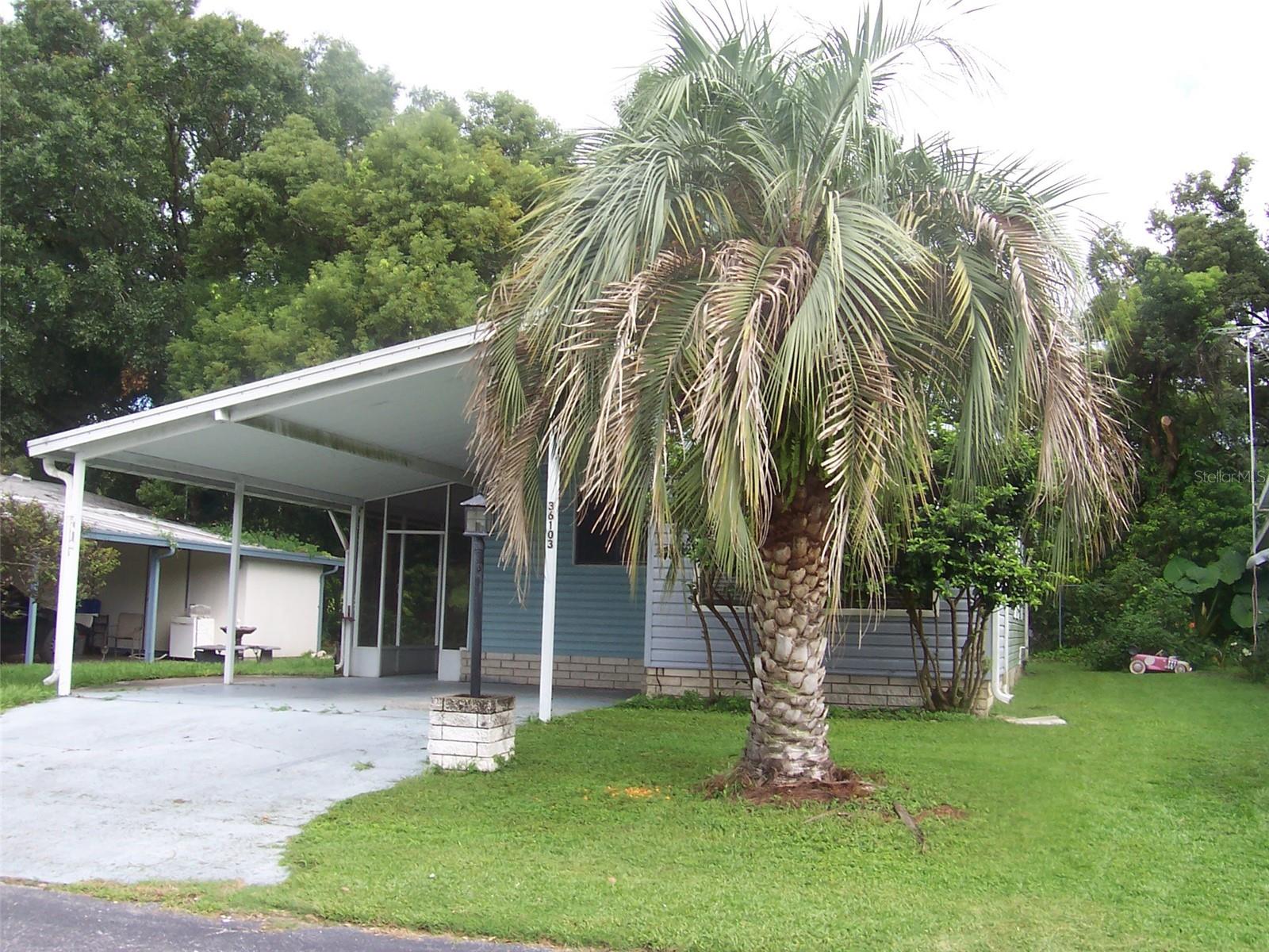 Nothing says Florida like a palm tree in the front yard!