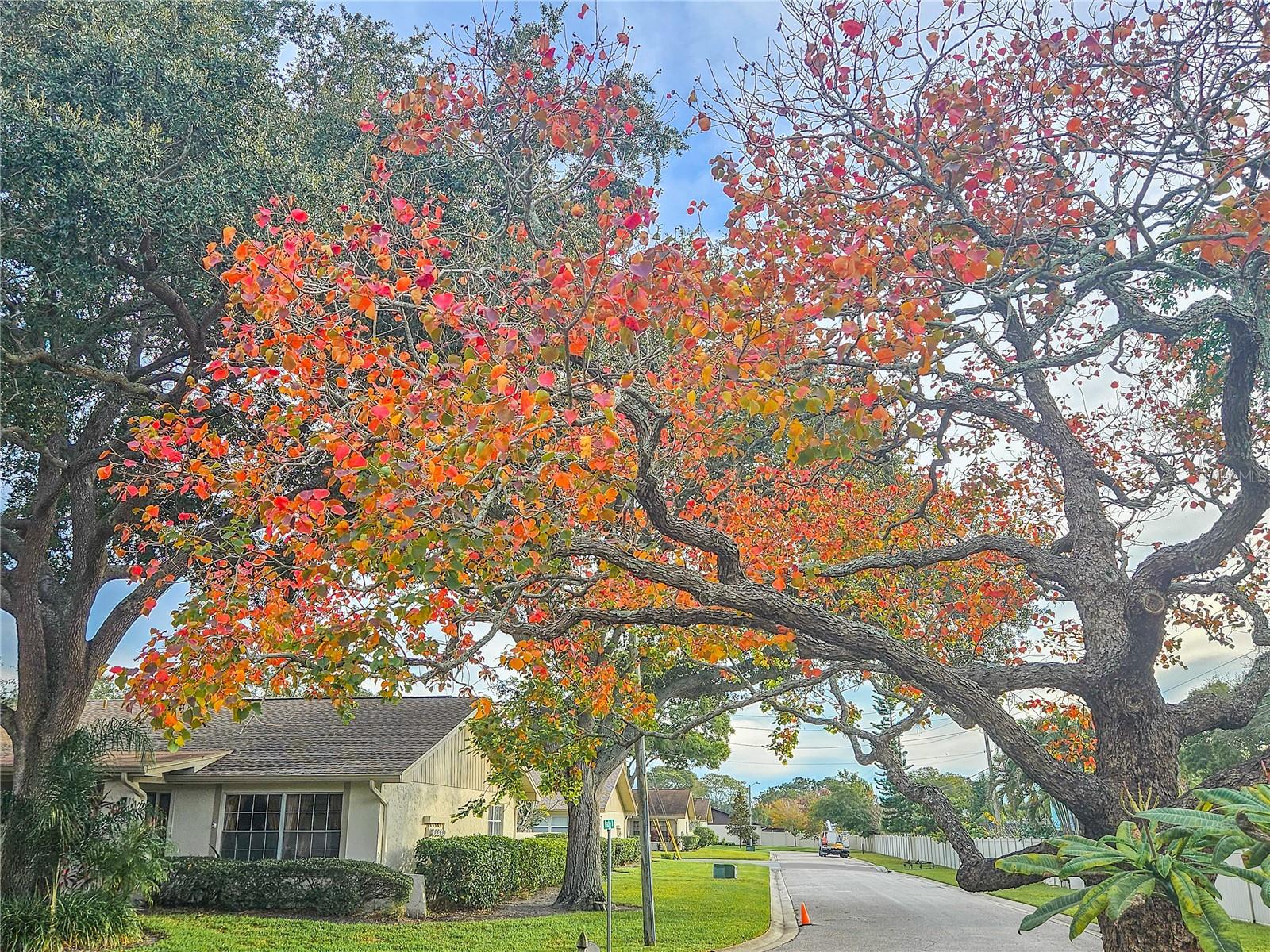 Chinese Tallow tree