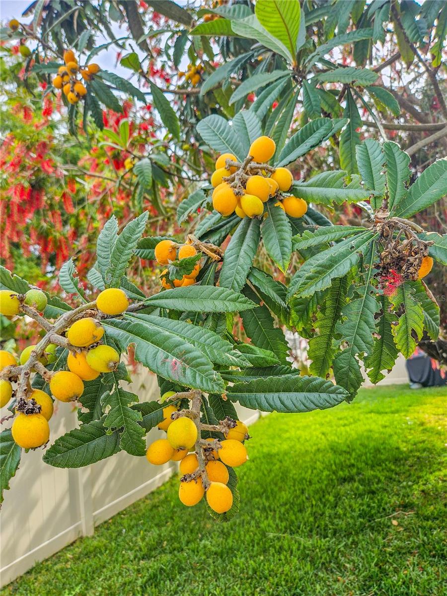 The home features a fruit bearing, Japanese Plum Loquat Tree, ideal for making jam.