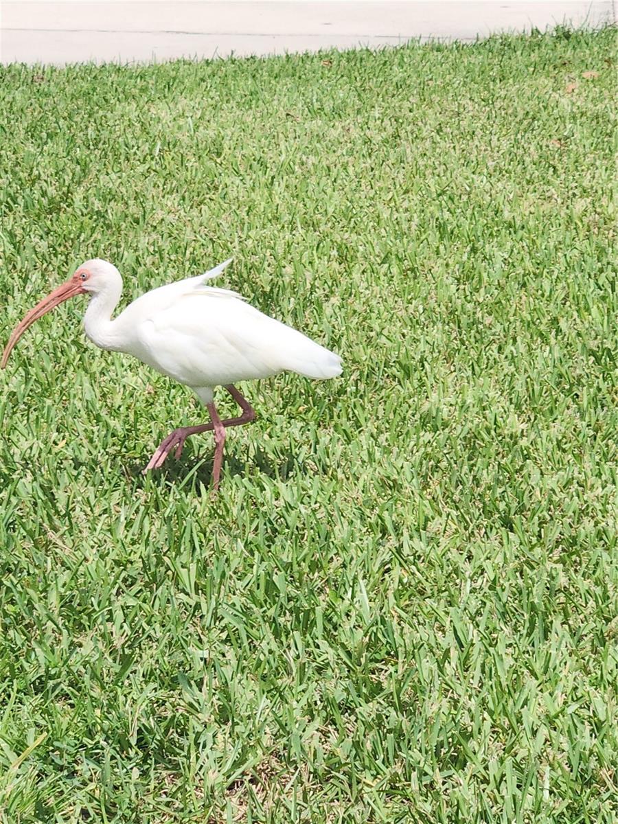 Friendly birds come to visit.