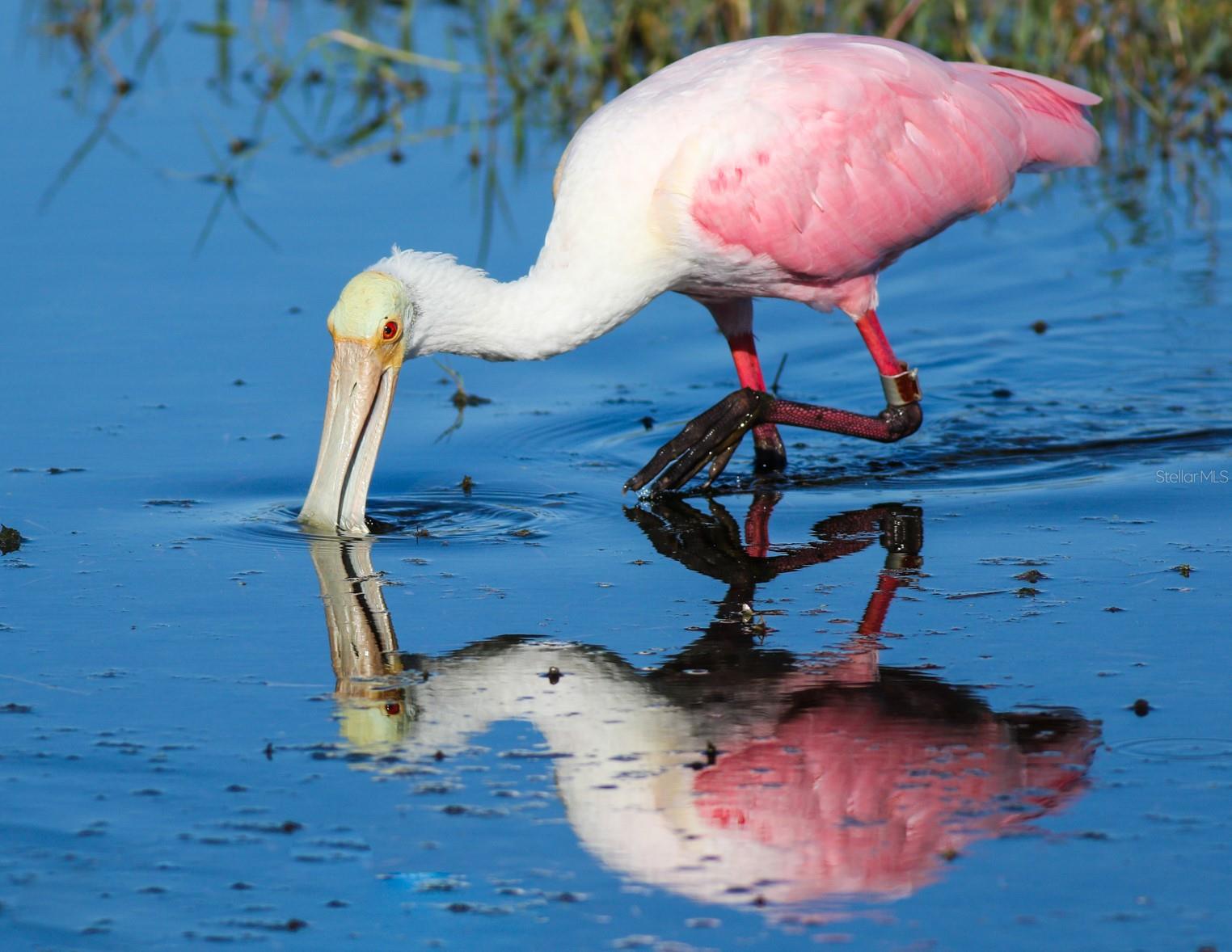 Beautiful birds in the area