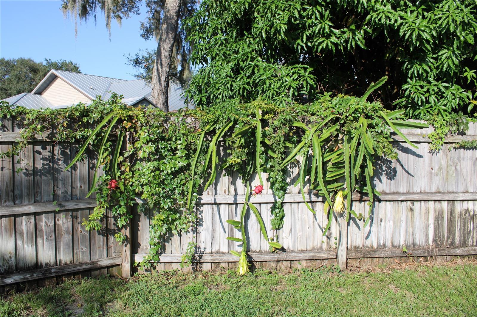 Dragon fruit