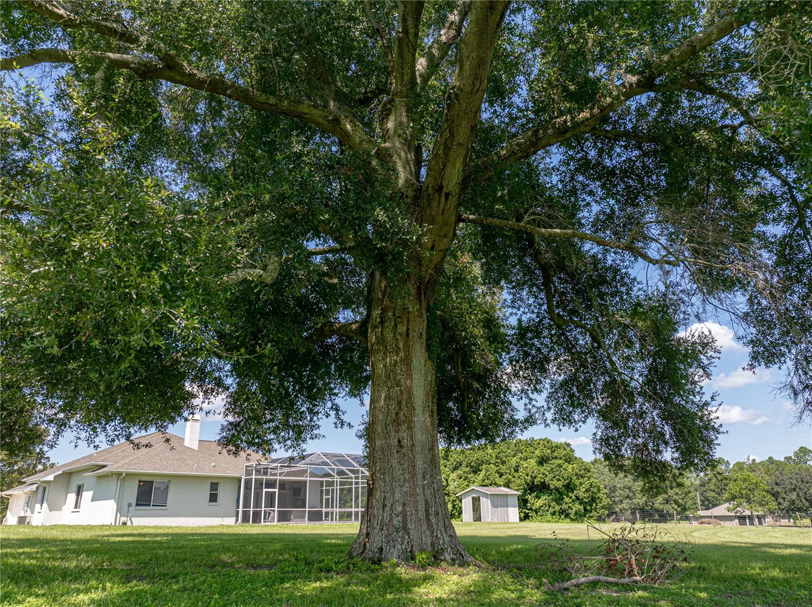 There's a few tree's for shade including an oak and a magnolia