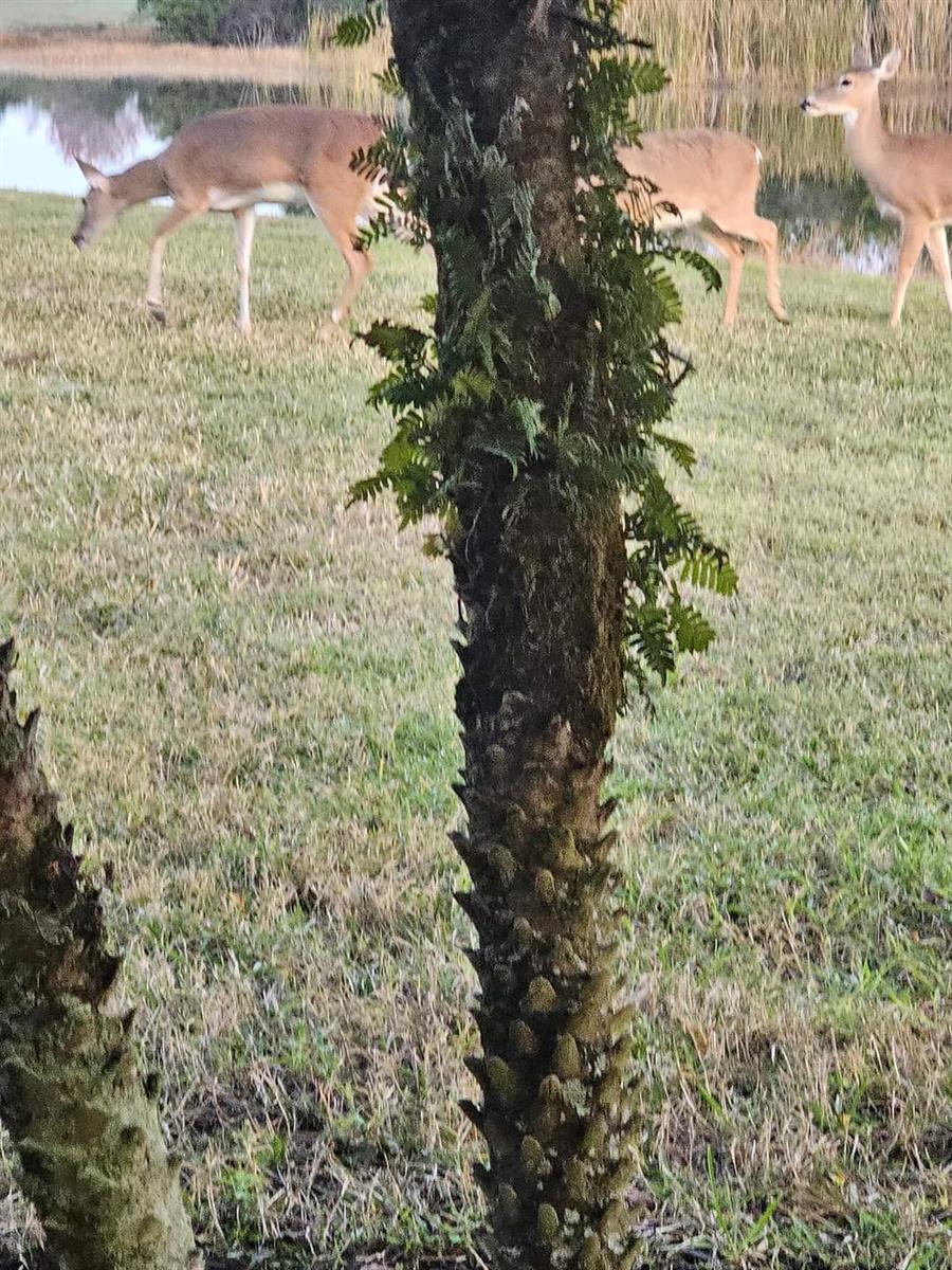 Taken from lanai. Three deer walking by to say hello.