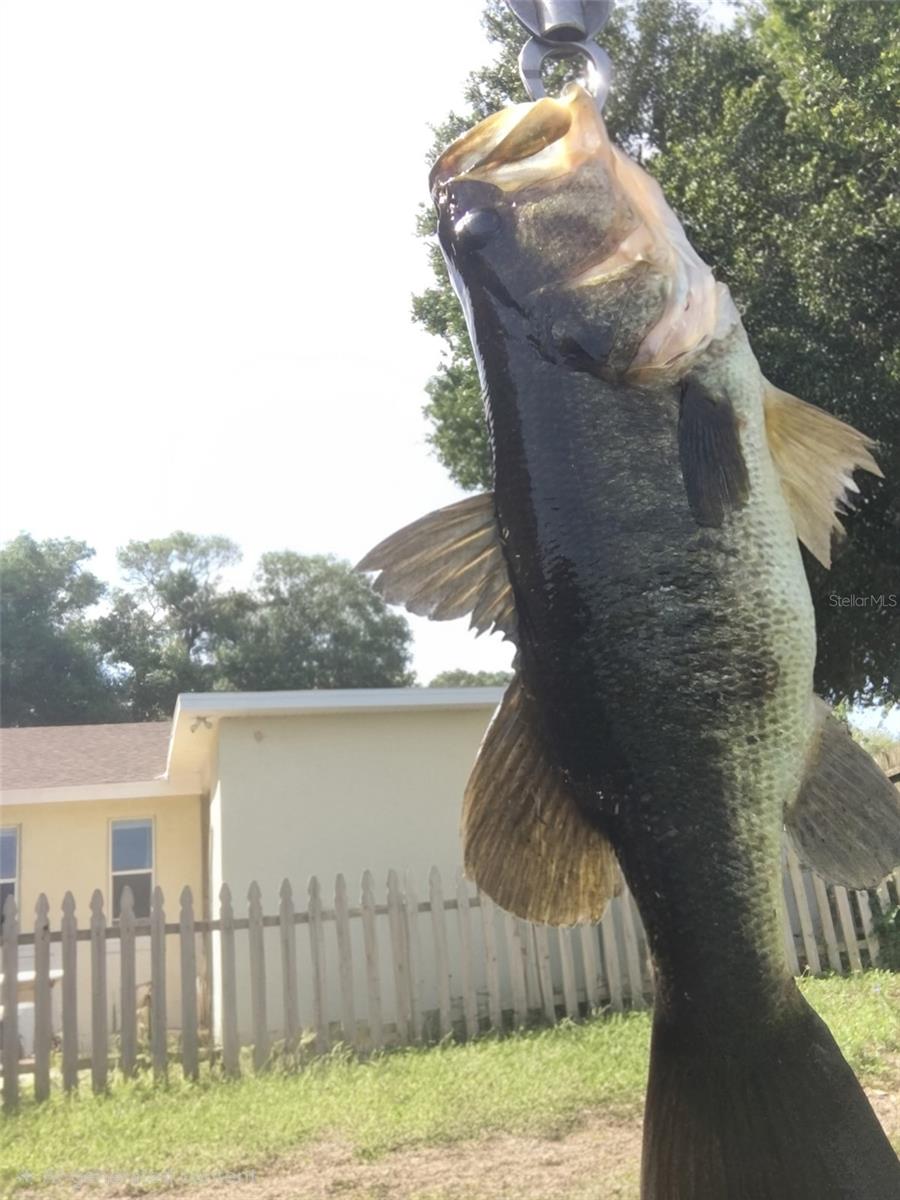 Caught in the lake behind the house