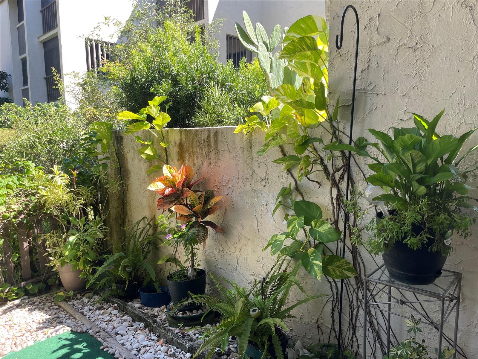 Outside patio plants