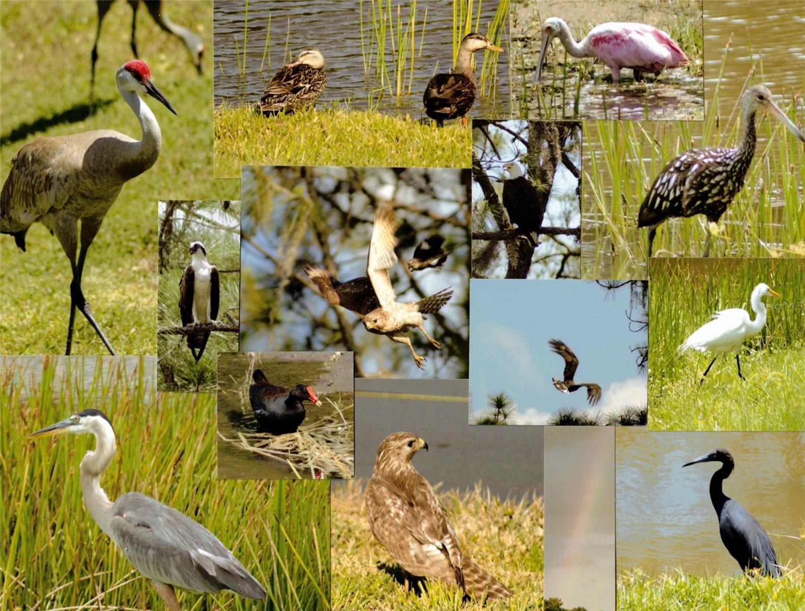 Collage of the wildlife seen around the pond.