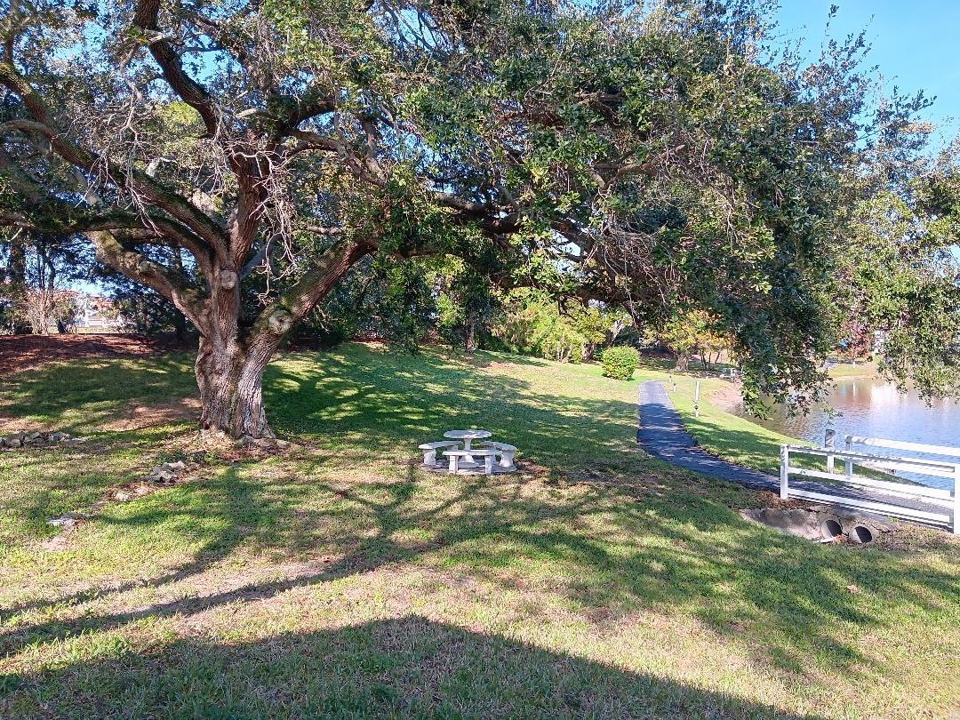 Tree and small bridge by walking path