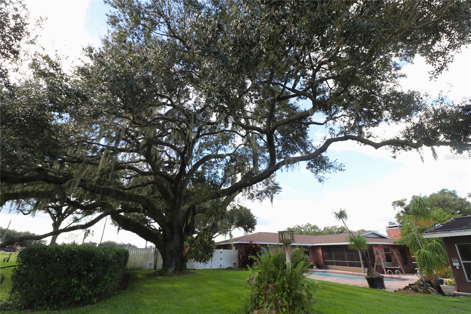 Beautiful Oak Tree