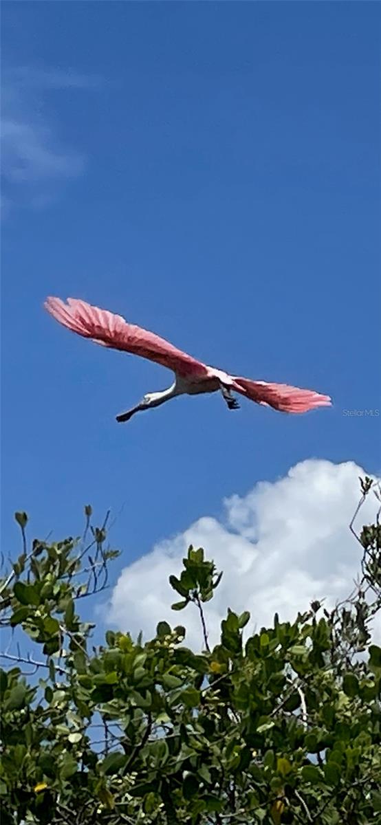 Rosette spoonbills, so beautiful