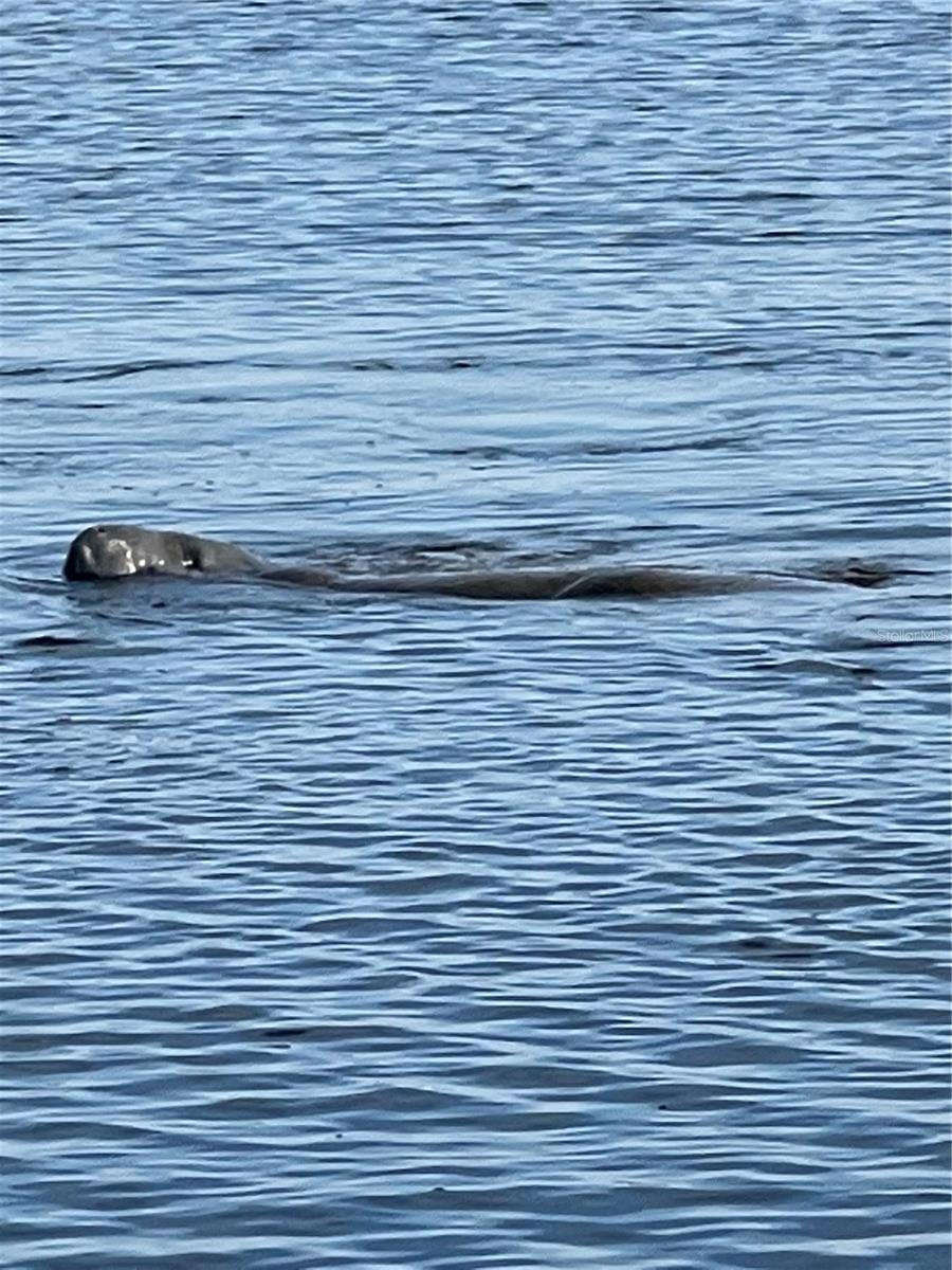 Manatees love these canals