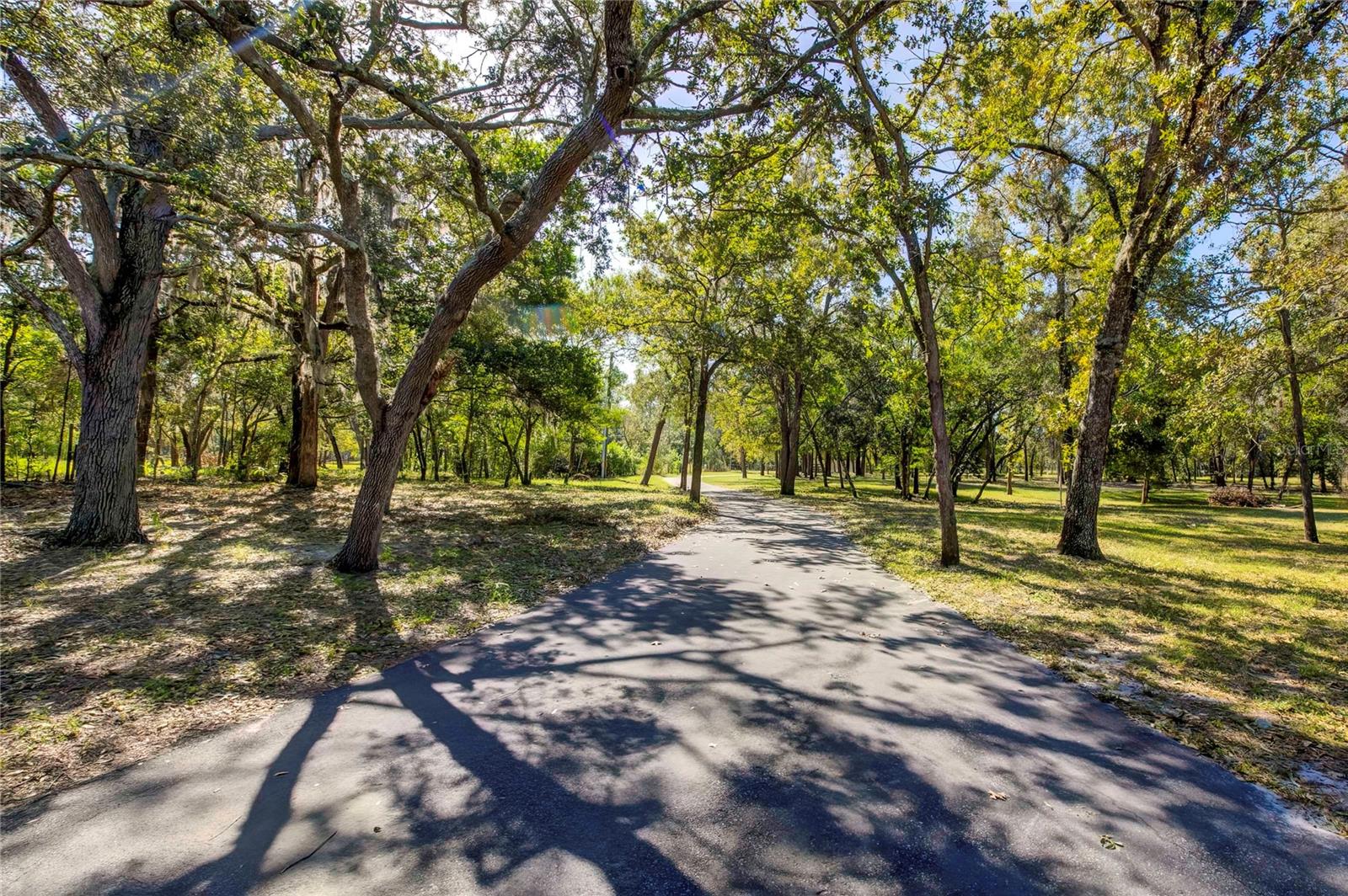 Beautiful tree lined paved driveway