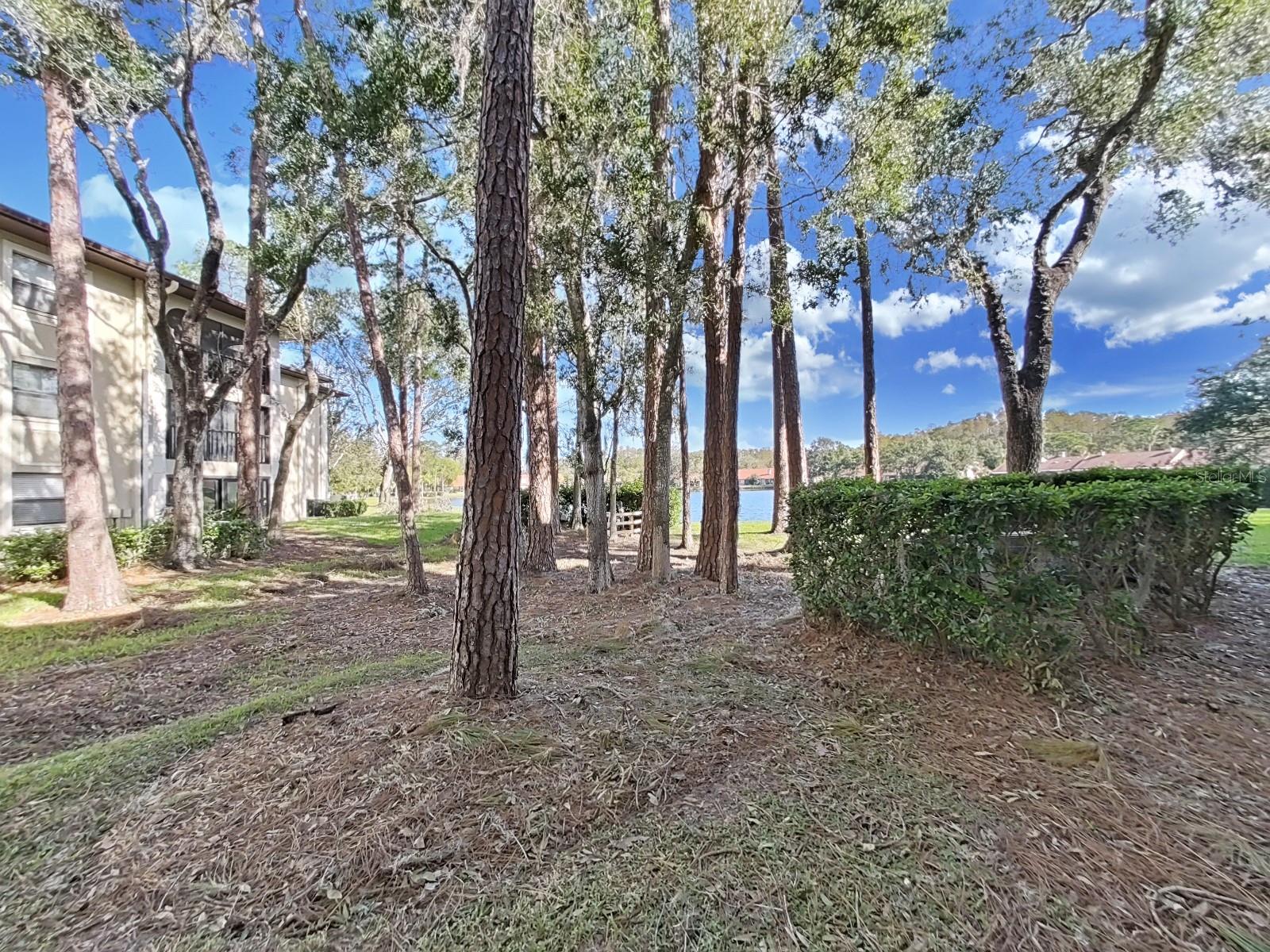 View to Pond from Patio.