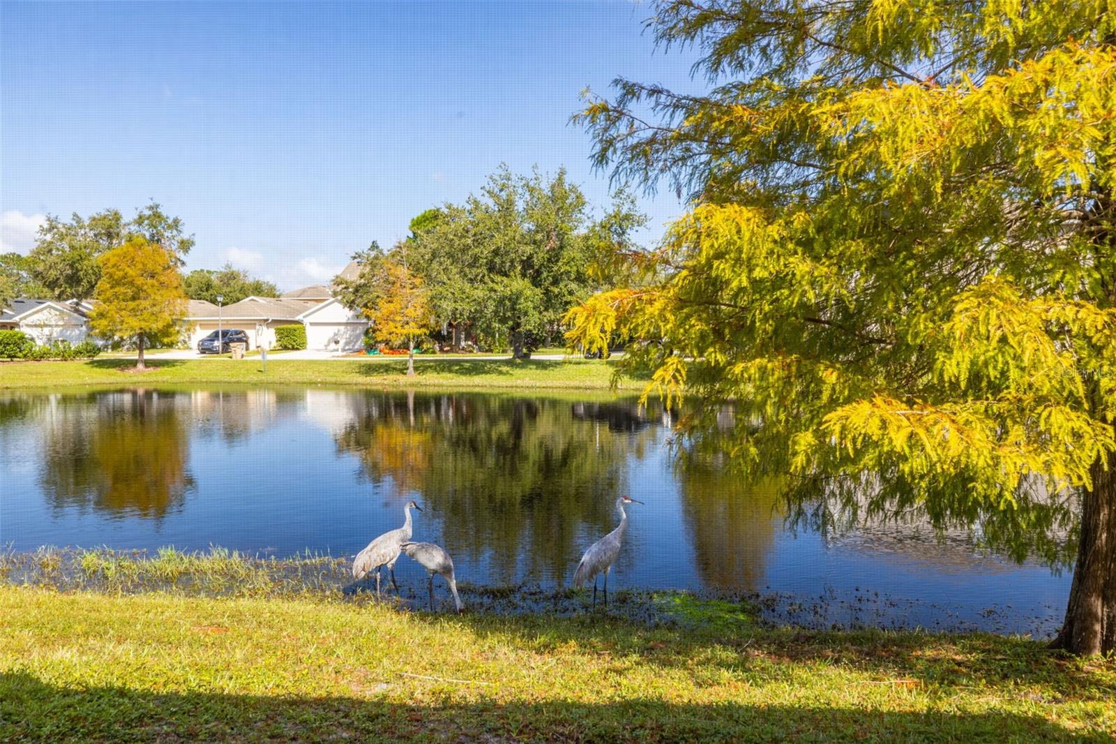 You can see sandhill cranes, ducks and other native birds around the pond.