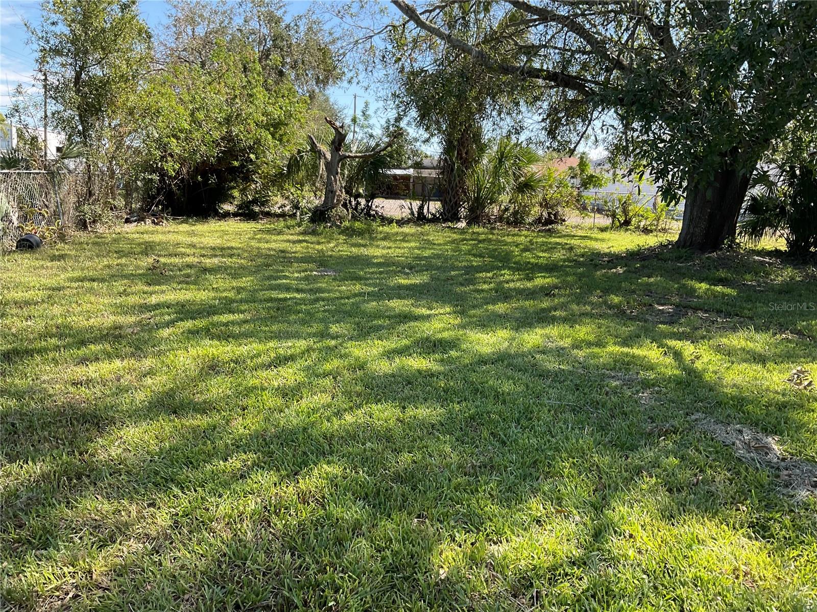 Oak Tree (Front Yard)