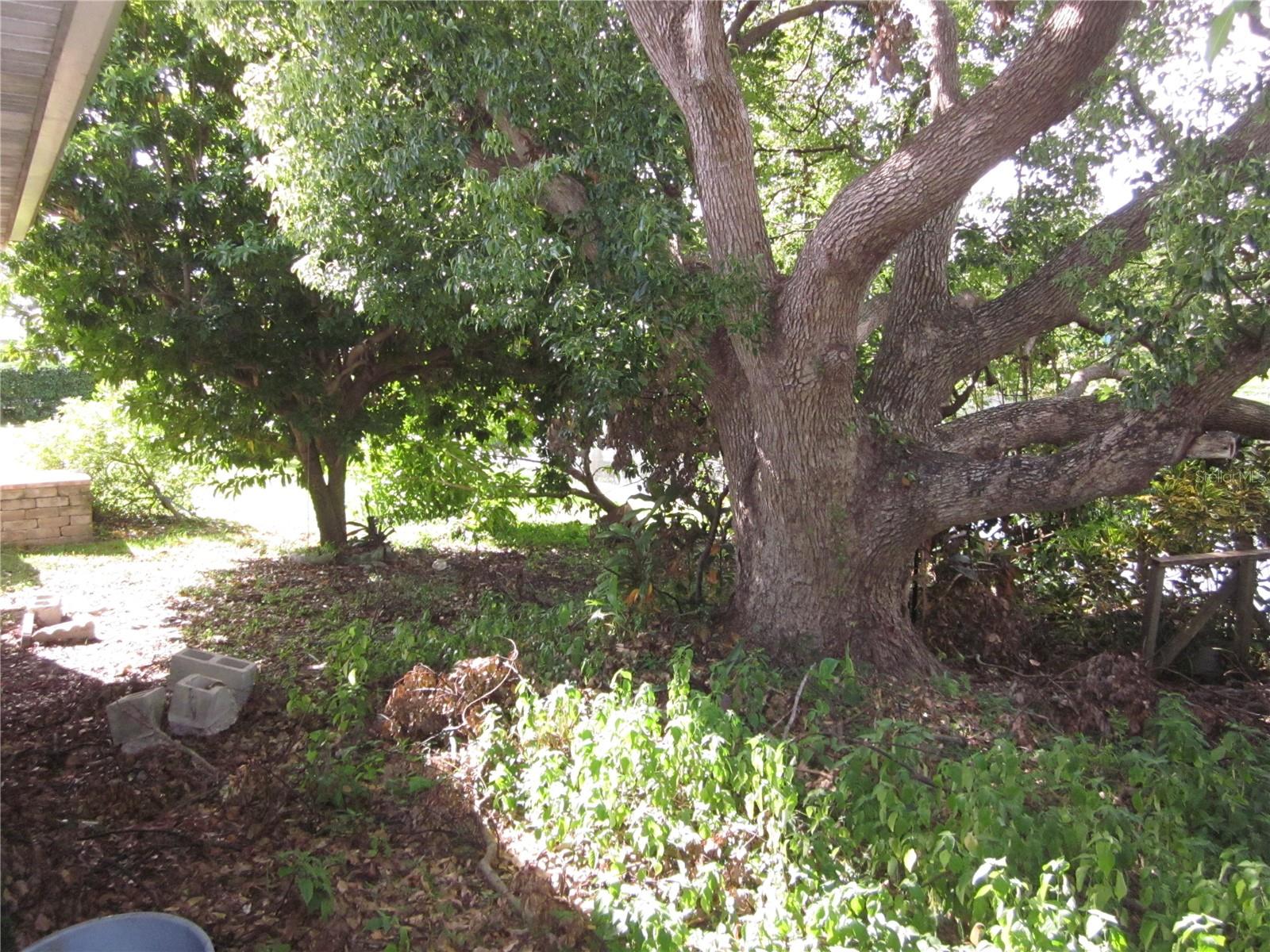 Back Yard with magnificent Camphor  tree