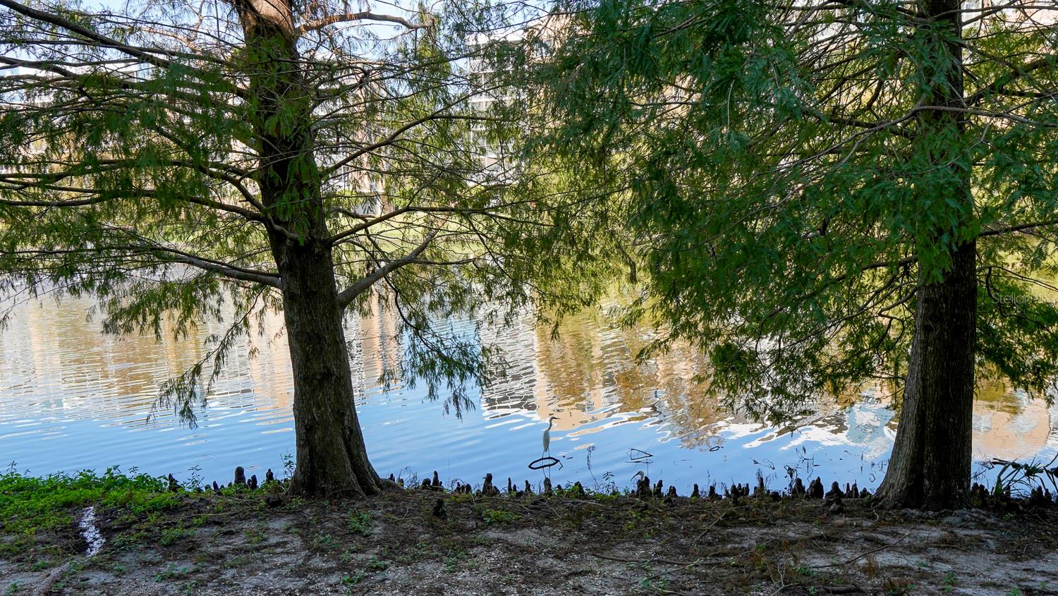 Common area & lake