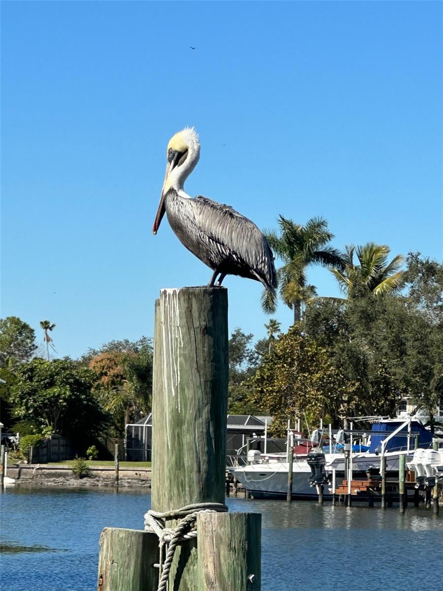 Pelican friends saying hi!