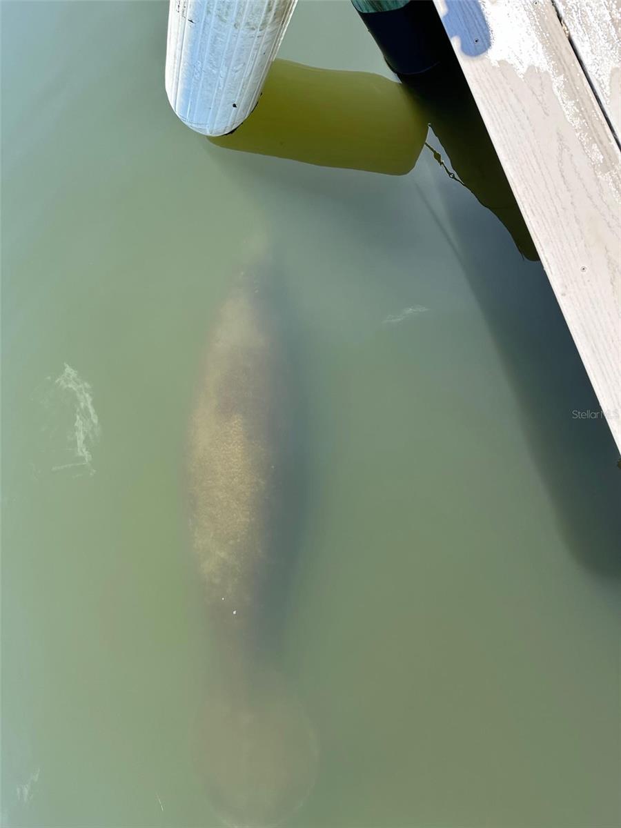 See manatee right from your dock!