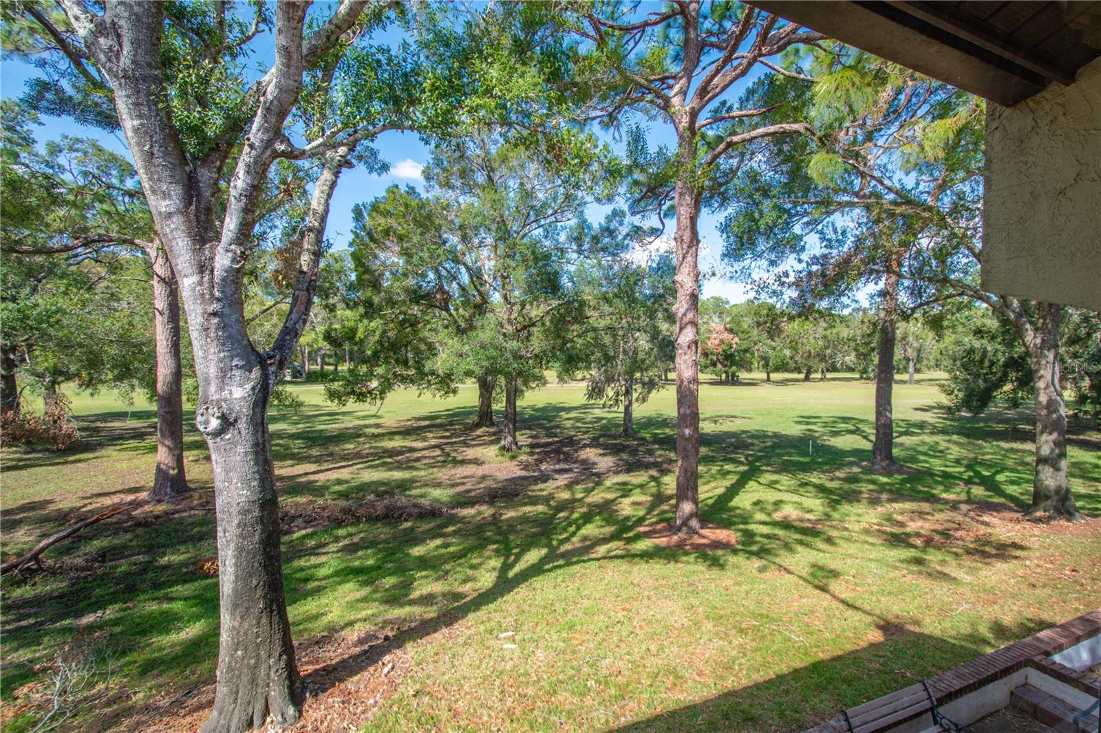 Backyard view