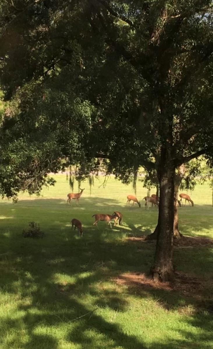 Backyard animals