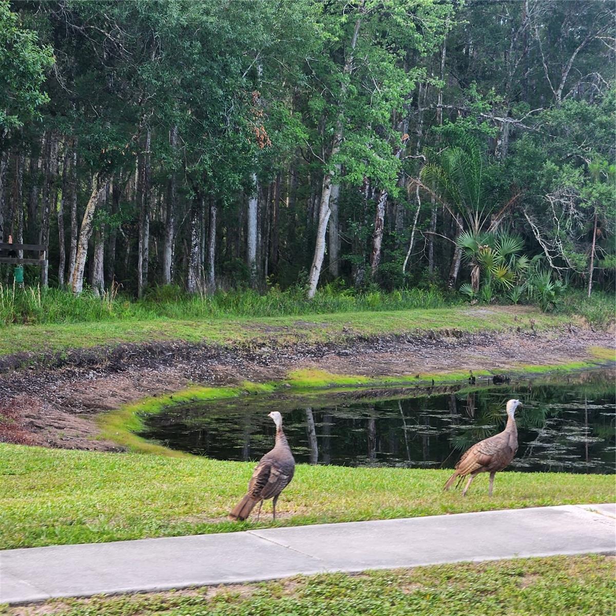 Serene park-like setting on your own property!