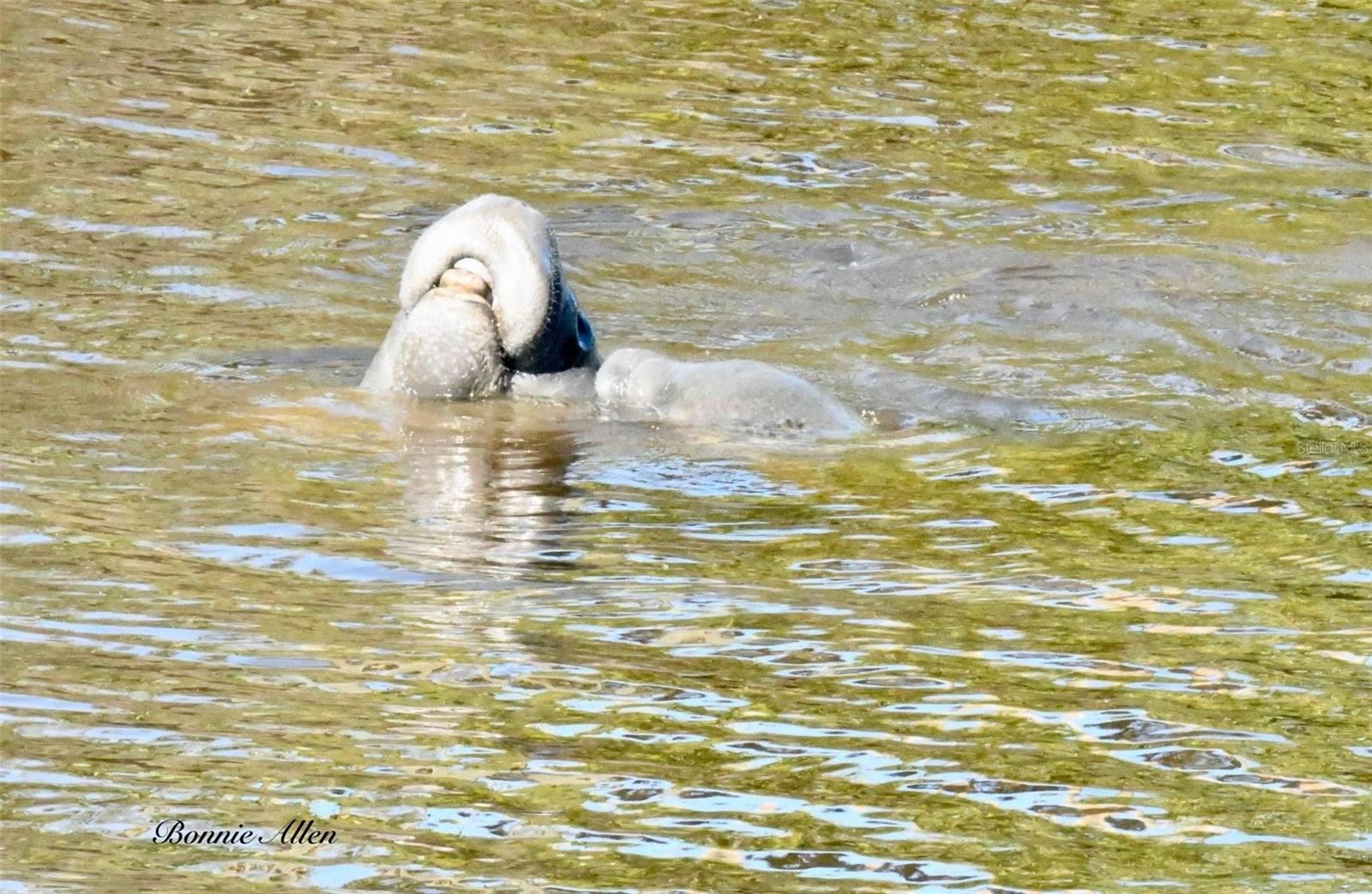 Manatee and baby