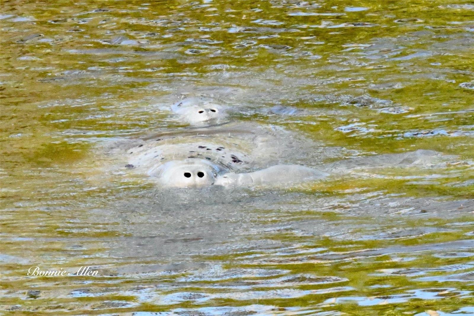 Family of Manatees