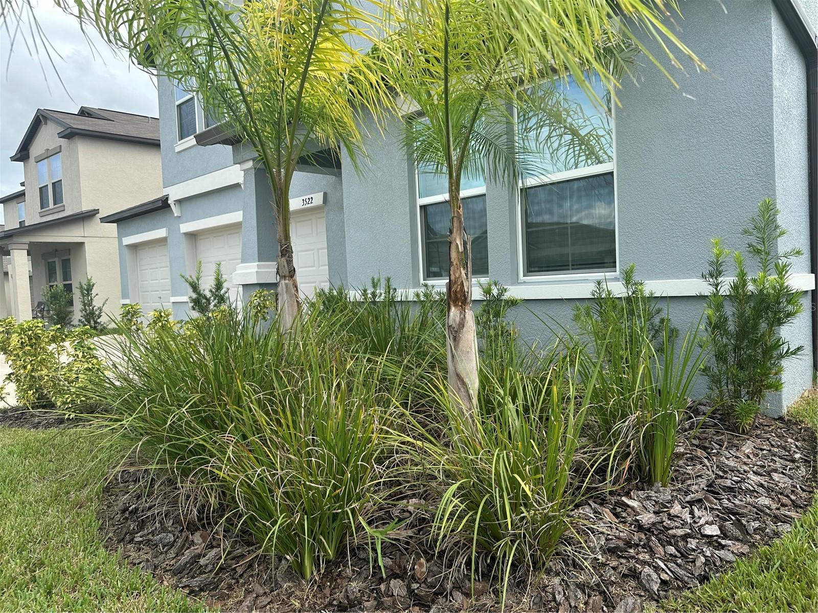Side View