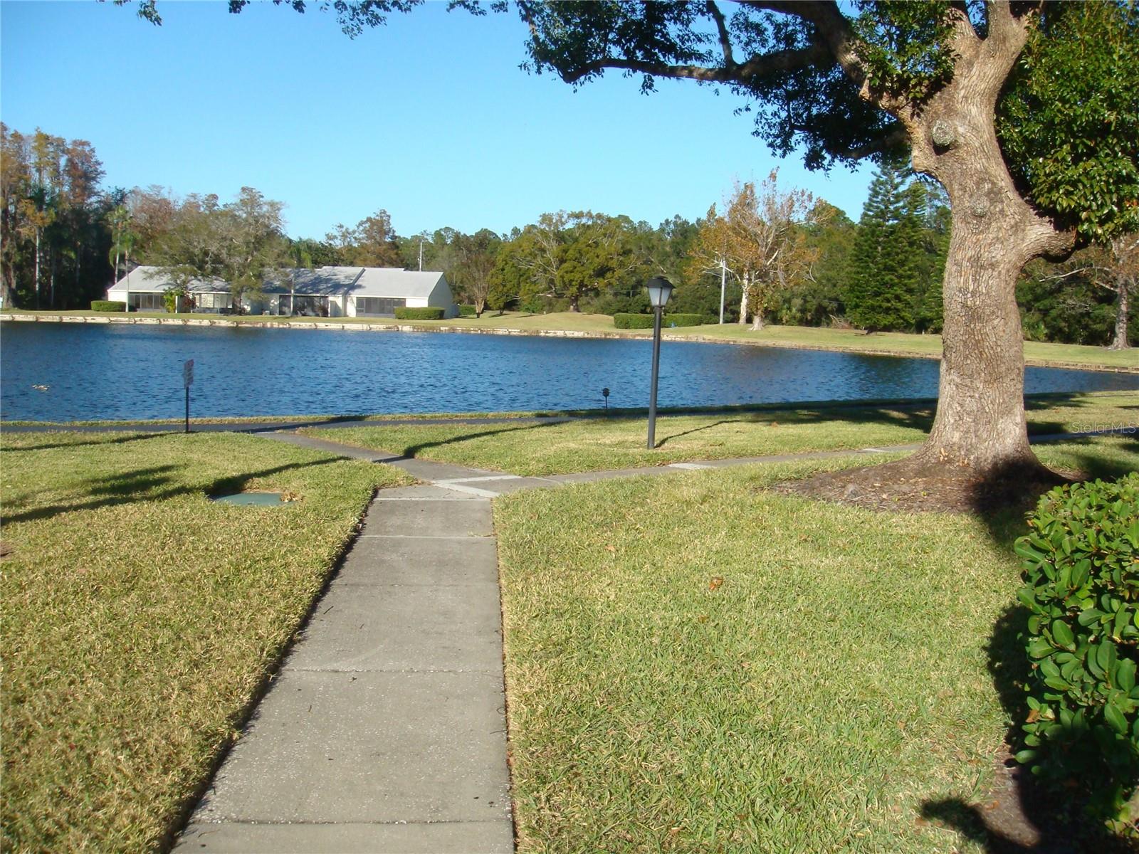 Pond View