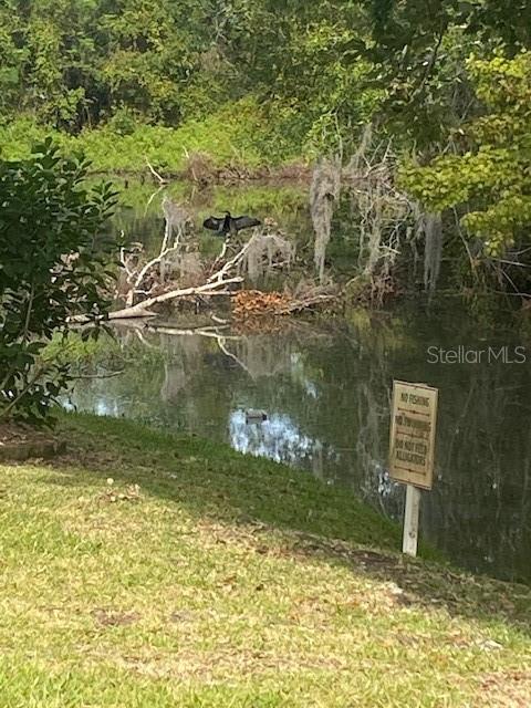 Cormorant Bird hunting!