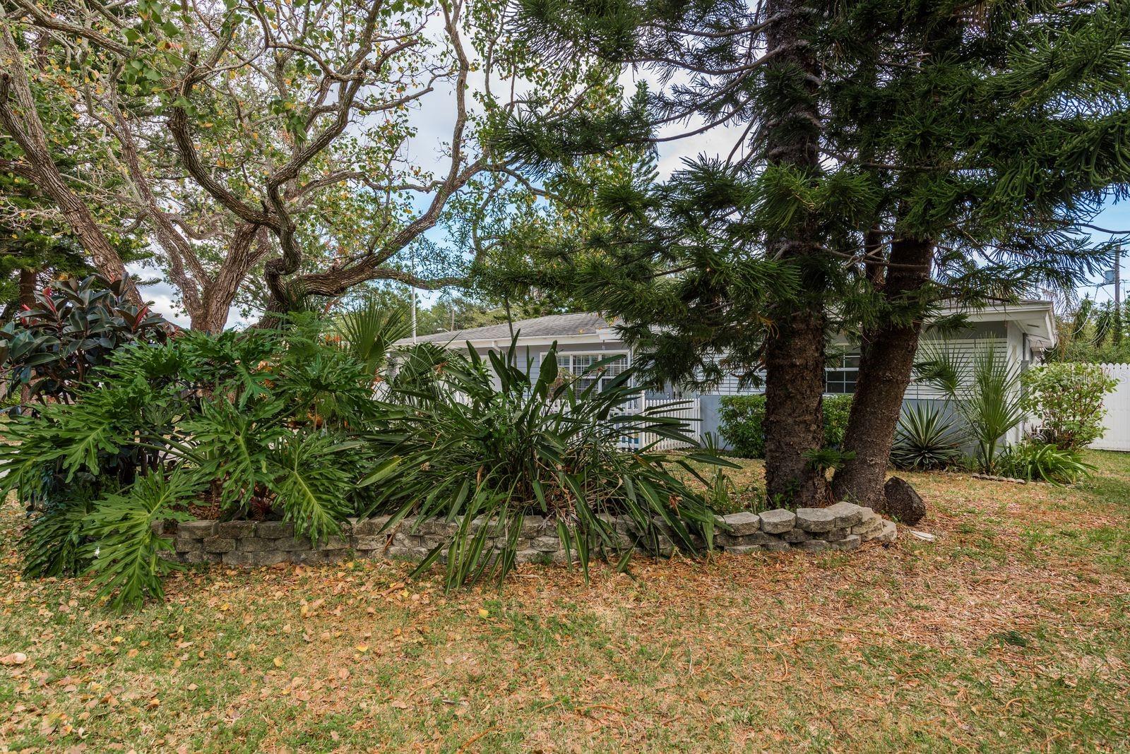 front yard foliage