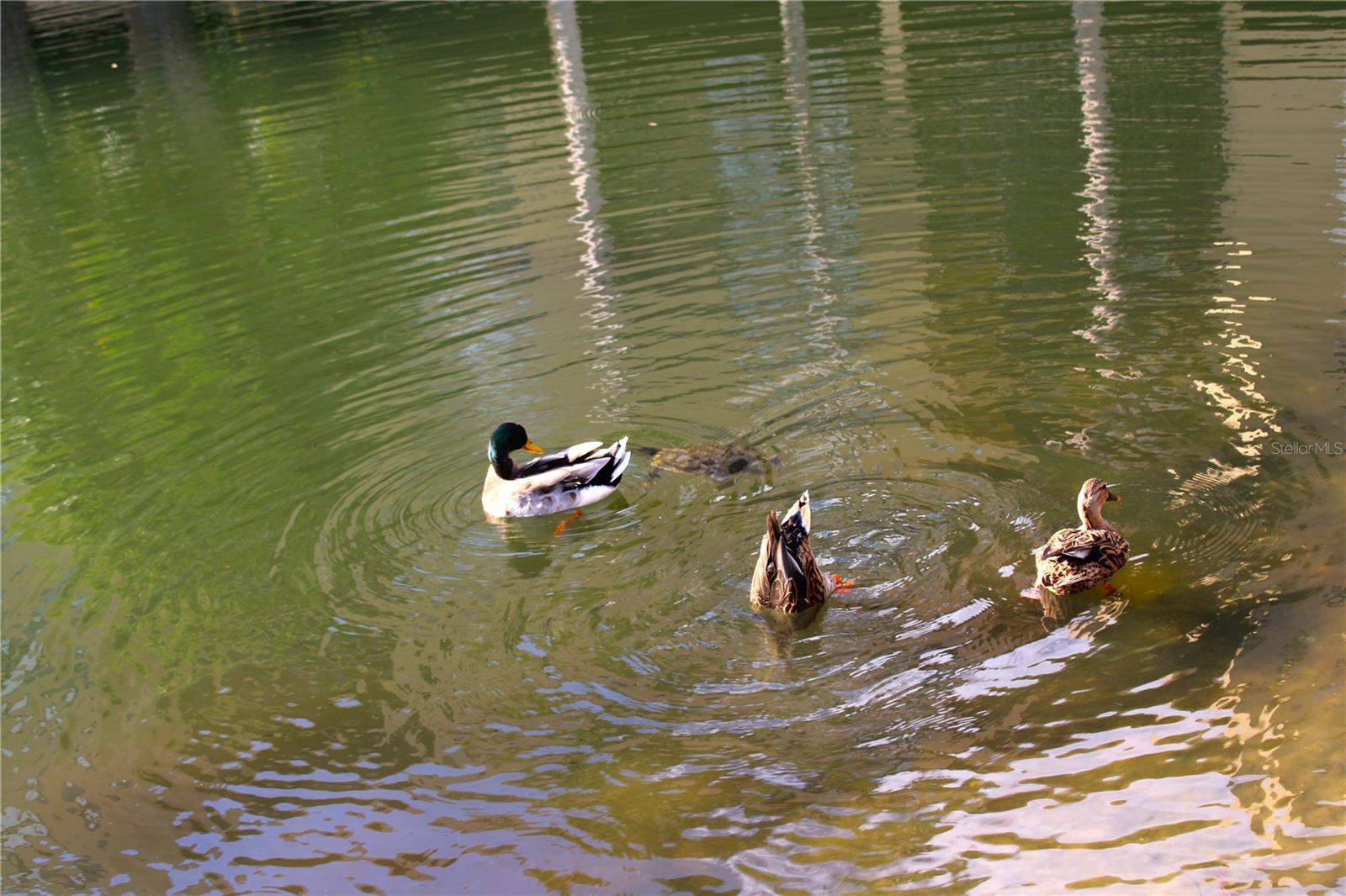 Ducks and turtles