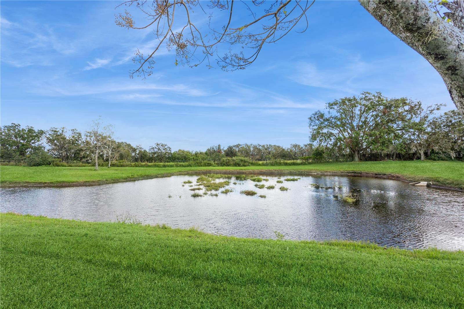 Pond View