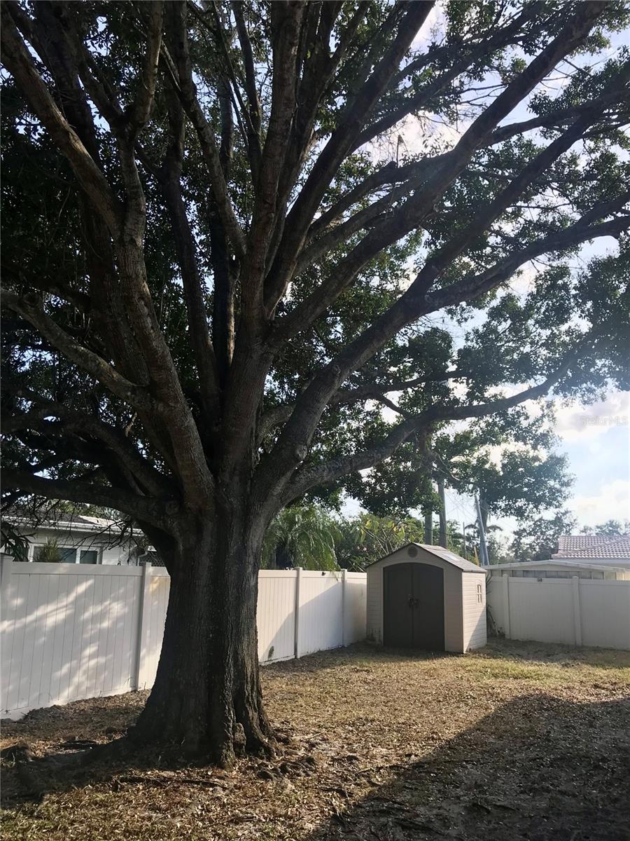 Privacy fenced back yard with shade tree.