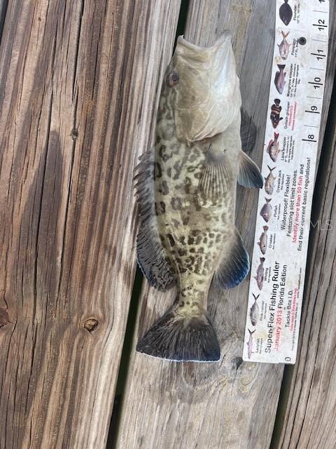 Black Grouper caught from dock